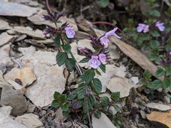 Clinopodium laxiflorum