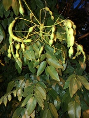 Styphnolobium