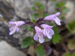 Clinopodium laxiflorum