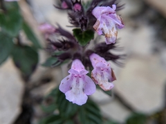 Clinopodium laxiflorum