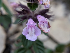 Clinopodium laxiflorum