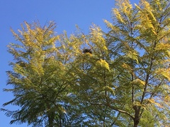 Manorina melanocephala