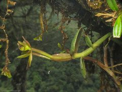 Epidendrum geminiflorum