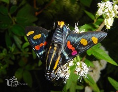 Mimoniades versicolor