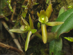 Epidendrum geminiflorum