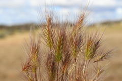 Hordeum geniculatum
