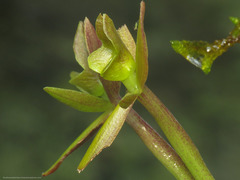 Epidendrum geminiflorum