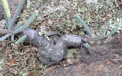 Crassothonna protecta