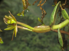 Epidendrum geminiflorum