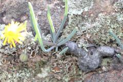 Crassothonna protecta