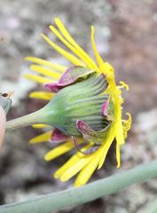 Crassothonna protecta