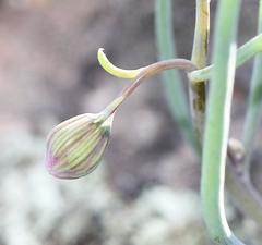 Crassothonna protecta