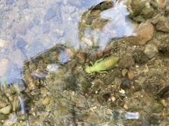 Ophiogomphus rupinsulensis