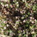 Subterranean Clover - Photo (c) Tony Rebelo, some rights reserved (CC BY-SA), uploaded by Tony Rebelo