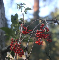 Sambucus racemosa