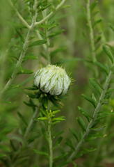 Helichrysum kraussii