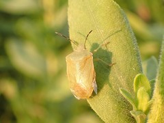 Thyanta custator accerra