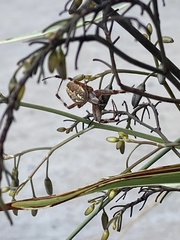 Neoscona oaxacensis