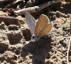 Eicochrysops messapus messapus