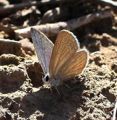 Eicochrysops messapus messapus