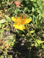 Trollius chinensis