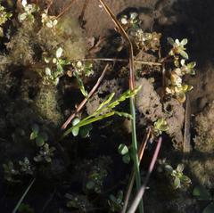 Crassula natans natans