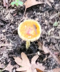 Amanita parcivolvata