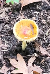 Amanita parcivolvata