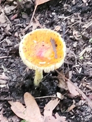 Amanita parcivolvata