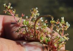 Crassula natans natans