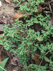 Euphorbia glyptosperma