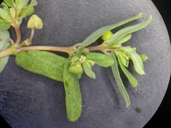 Euphorbia glyptosperma