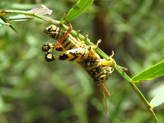 Agroecotettix modestus