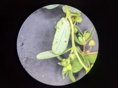 Euphorbia glyptosperma