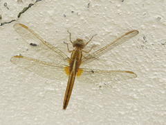 Crocothemis erythraea