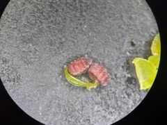 Euphorbia glyptosperma