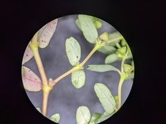 Euphorbia glyptosperma