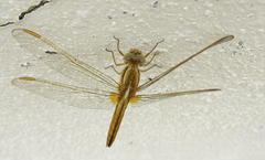 Crocothemis erythraea