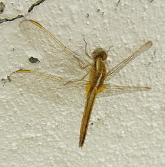 Crocothemis erythraea