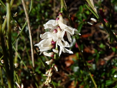 Retama monosperma