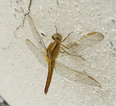Crocothemis erythraea
