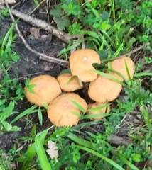 Desarmillaria caespitosa