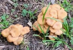 Desarmillaria caespitosa