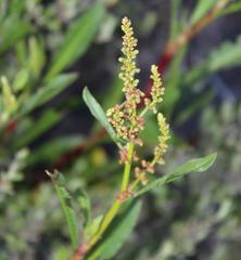 Rumex lanceolatus