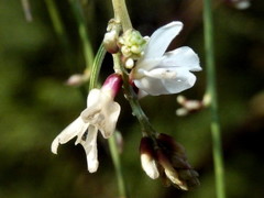 Retama monosperma