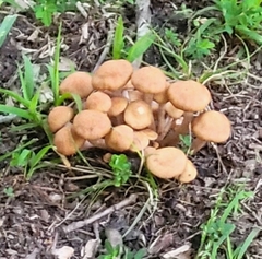 Desarmillaria caespitosa