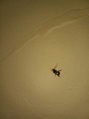 Periplaneta fuliginosa