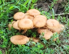 Desarmillaria caespitosa