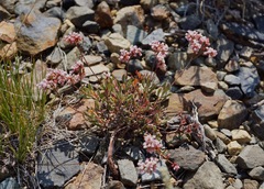 Eriogonum microtheca alpinum