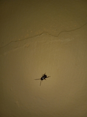 Periplaneta fuliginosa